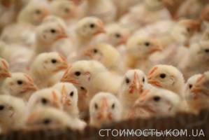 Продам птицу в Харьковской, Сумской, Черниговской, Полтавской области | Стоимость, прайс-листы и цены в городе Полтава