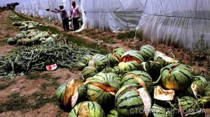 Трудоустройство в Южной Корее. | Стоимость, прайс-листы и цены в городе Харьков